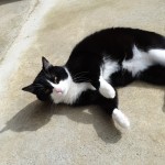 Chat perdu à L&rsquo;Isle-Jourdain 32600 : Figaro , Européen