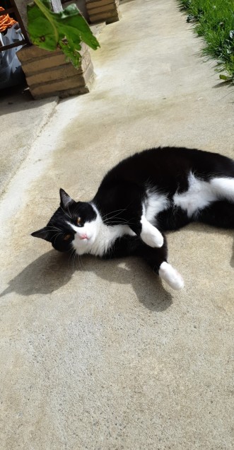 Chat perdu à L&rsquo;Isle-Jourdain 32600 : Figaro , Européen