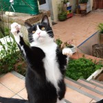 Chat perdu à L&rsquo;Isle-Jourdain 32600 : Figaro , Européen