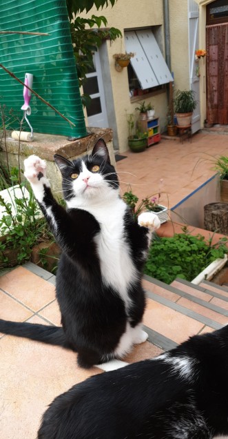 Chat perdu à L&rsquo;Isle-Jourdain 32600 : Figaro , Européen