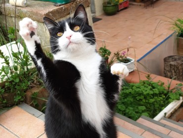 Chat perdu à L&rsquo;Isle-Jourdain 32600 : Figaro , Européen