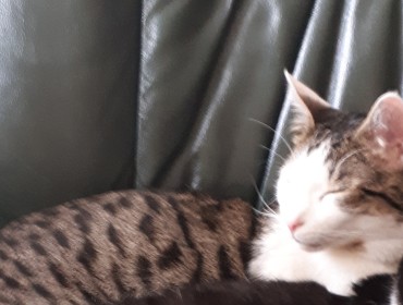 Chat perdu à : Oslo, Européen