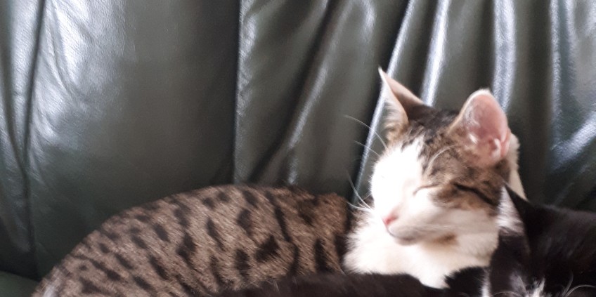 Chat perdu à   : Oslo, Européen