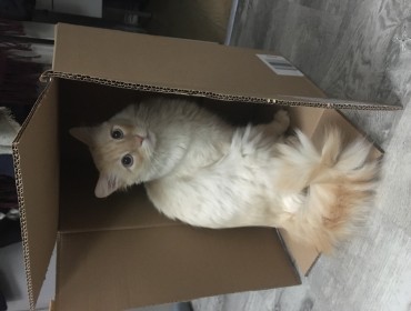 Chat perdu à Les Lilas 93260 : Mistli, Européen