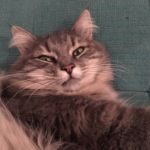 Chat perdu à Romainville 93230 : Miki, Européen