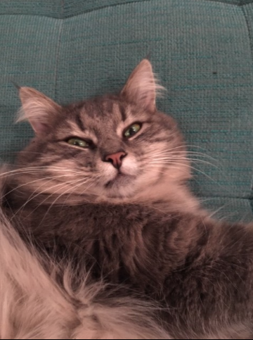 Chat perdu à Romainville 93230 : Miki, Européen