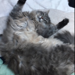 Chat perdu à Romainville 93230 : Miki, Européen