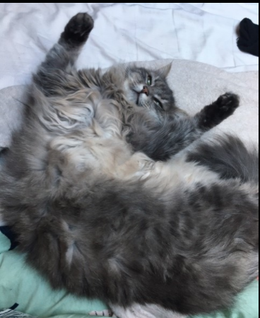 Chat perdu à Romainville 93230 : Miki, Européen