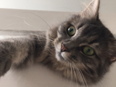 Chat perdu à Romainville 93230 : Miki, Européen