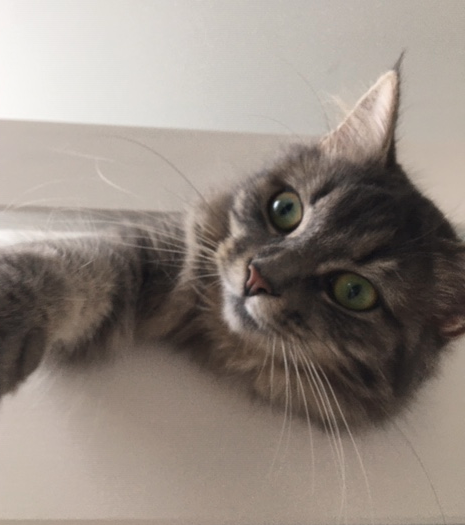 Chat perdu à Romainville 93230 : Miki, Européen