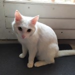 Chat perdu à Montreuil 93100 : Flocon, Chat de gouttière