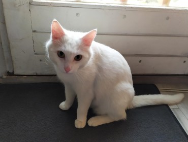 Chat perdu à Montreuil 93100 : Flocon, Chat de gouttière