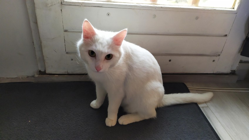 Chat perdu à Montreuil 93100 : Flocon, Chat de gouttière