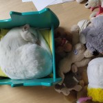 Chat perdu à Montreuil 93100 : Flocon, Chat de gouttière