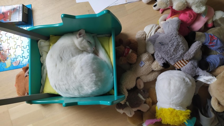 Chat perdu à Montreuil 93100 : Flocon, Chat de gouttière