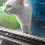 Chat perdu à Montreuil 93100 : Flocon, Chat de gouttière