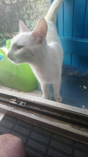 Chat perdu à Montreuil 93100 : Flocon, Chat de gouttière