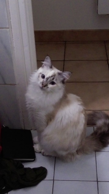 Chat perdu à Paimbœuf 44560 : Perline, Européen