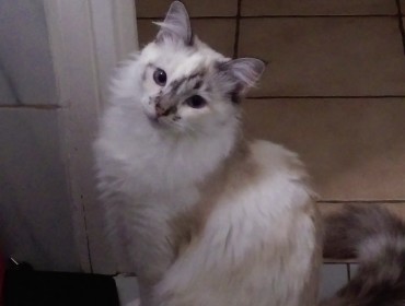 Chat perdu à Paimbœuf 44560 : Perline, Européen