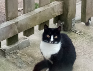 Chat perdu à Douarnenez 29100 : Tara, Européen