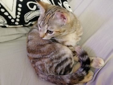 Chat perdu à Vitrac 63410 : Bella, Européen