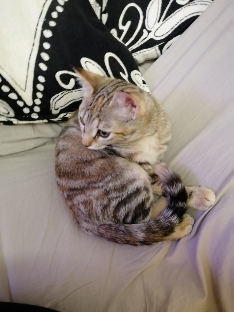 Chat perdu à Vitrac 63410 : Bella, Européen