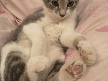 Chat perdu à Montreuil 93100 : ANASTASIA, Européen