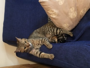 Chat perdu à Bagnolet 93170 : titan, Européen