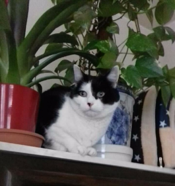 Chat perdu à Paris 75011 : MAGDA LACROIX, Européen