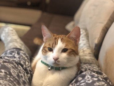 Chat perdu à Le Blanc-Mesnil 93150 : Sunny, Européen