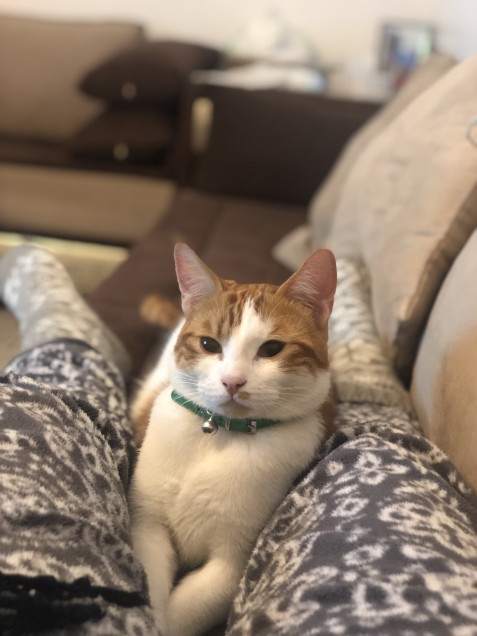 Chat perdu à Le Blanc-Mesnil 93150 : Sunny, Européen