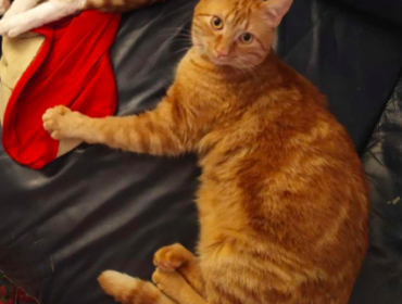 Chat perdu à Paris 75019 : Pilou, Européen