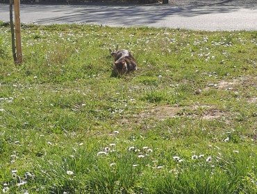 Chat perdu à Naussannes 24440 : ORCHIDÉE , Chat de...