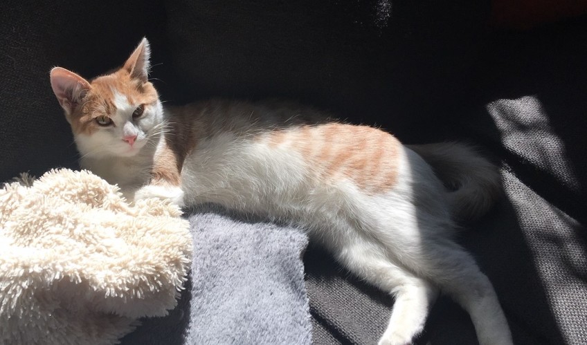 Chat perdu à Paris 75020 : Luffy, Européen