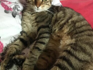 Chat perdu à Drancy : Kiara, Européen