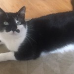 Chat perdu à Montreuil 93100 : Tongariro, Européen