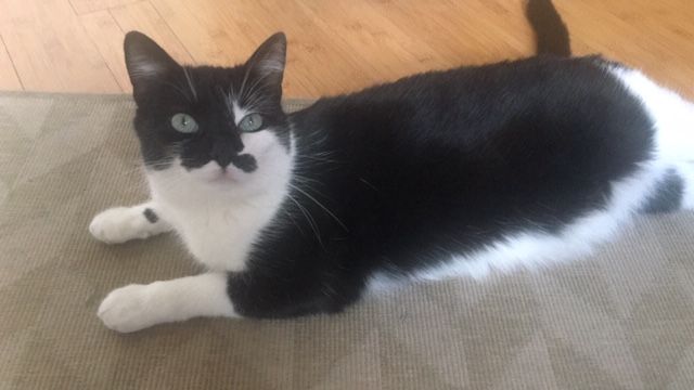 Chat perdu à Montreuil 93100 : Tongariro, Européen