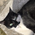 Chat perdu à Montreuil 93100 : Tongariro, Européen