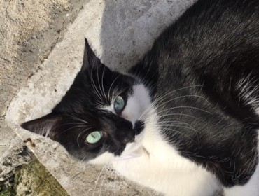 Chat perdu à Montreuil 93100 : Tongariro, Européen