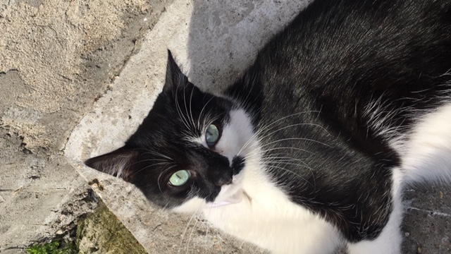 Chat perdu à Montreuil 93100 : Tongariro, Européen