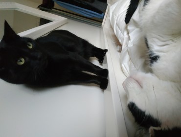 Chat perdu à Montreuil 93100 : Ulysse, Européen