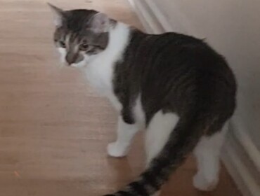 Chat perdu à Vincennes 94300 : Pixel, Européen