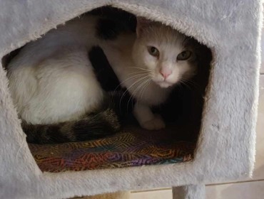 Chat perdu à Montreuil 93100 : Winie, Européen