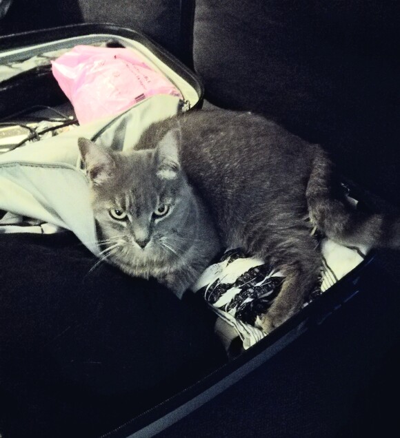 Chat perdu à Gagny 93220 : Shaé, Européen