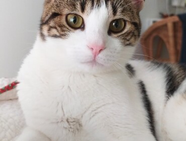 Chat perdu à Amiens 80480 : MILAN, Européen