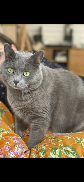 Chat perdu à Paris 75009 : Moonlight, Européen