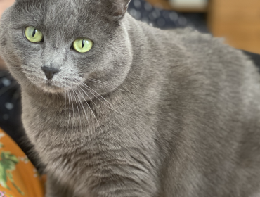 Chat perdu à Paris 75009 : Moonlight, Européen