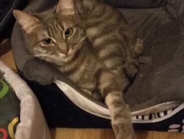 Chat perdu à Arbois 39600 : Mimine, Chat de gouttière