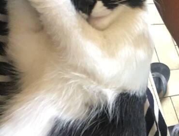 Chat perdu à Aulnay-sous-Bois 93600 : Yoona, Autre