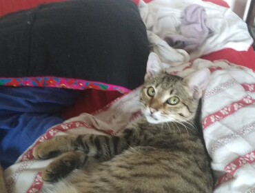 Chat perdu à Montreuil 93100 : Petitep, Chat de gouttière